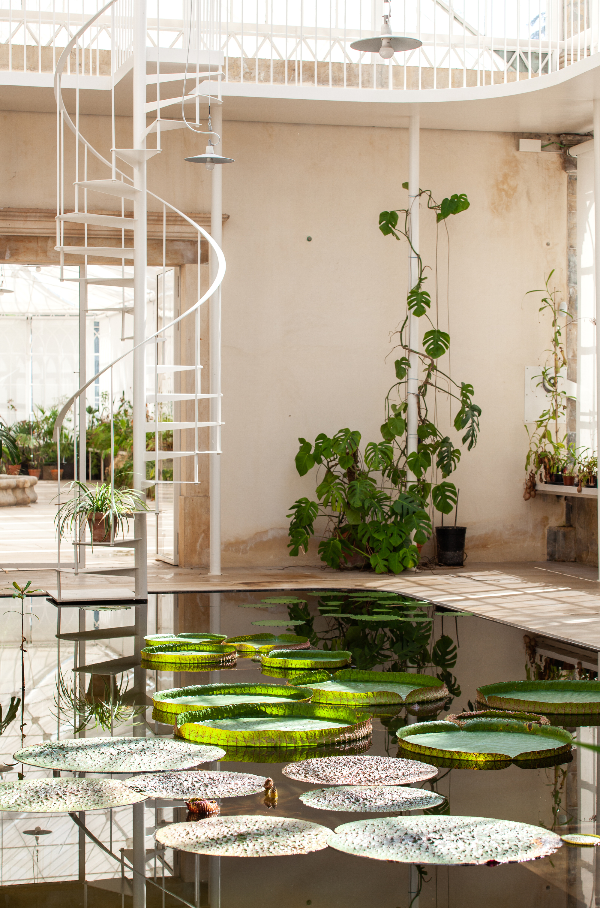 科英布拉大学植物园热带温室丨葡萄牙丨João Mendes Ribeiro-17