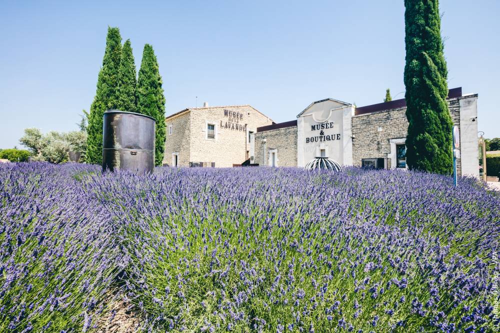 The Luberon Lavender Museum - France-13