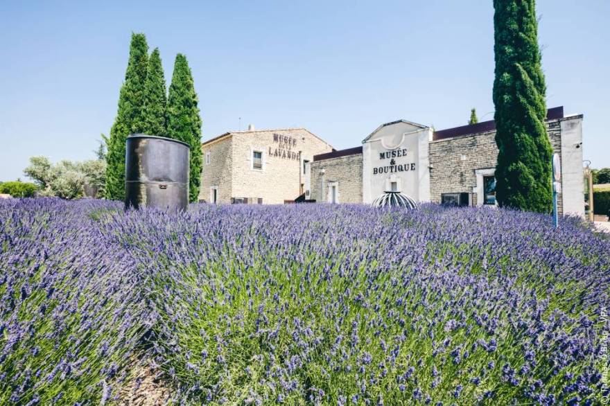 The Luberon Lavender Museum - France-13