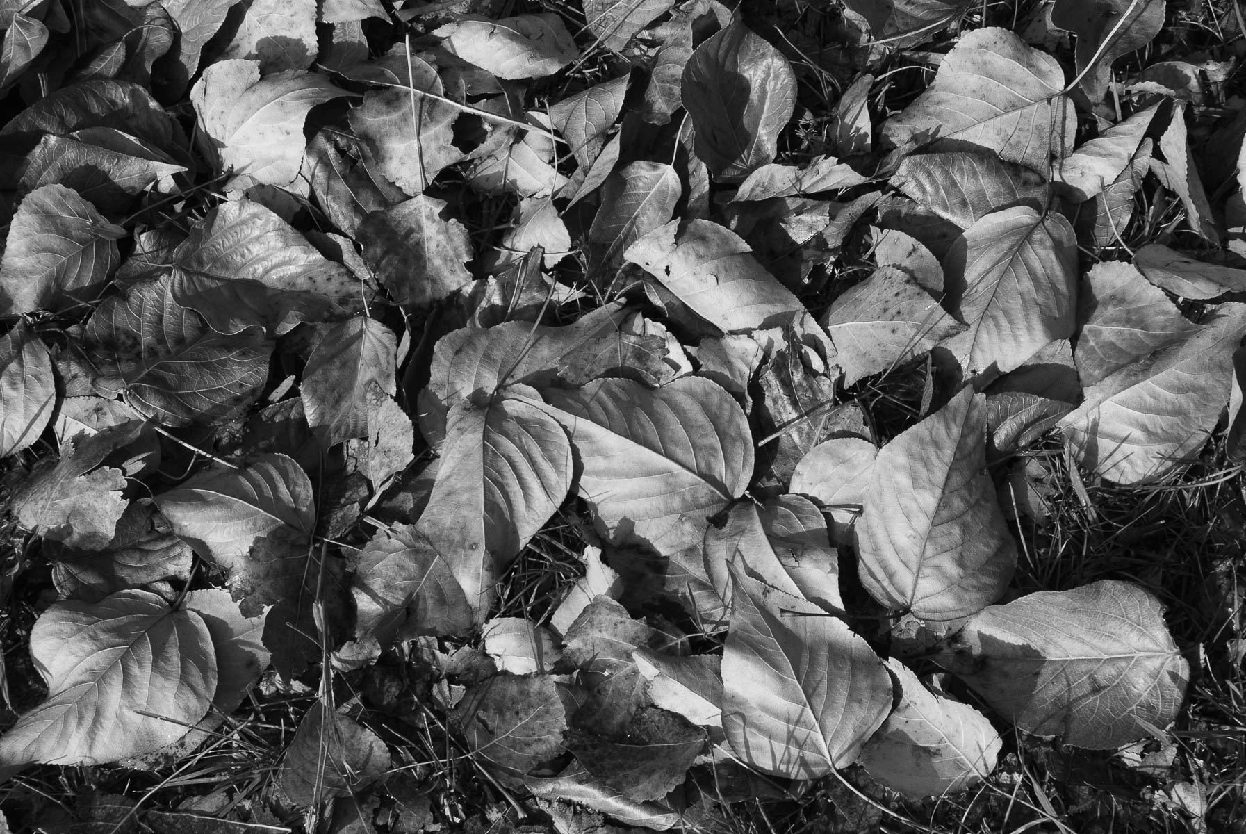 Autumn Monochromes in Anaiwan and Kamilaroi Country-5