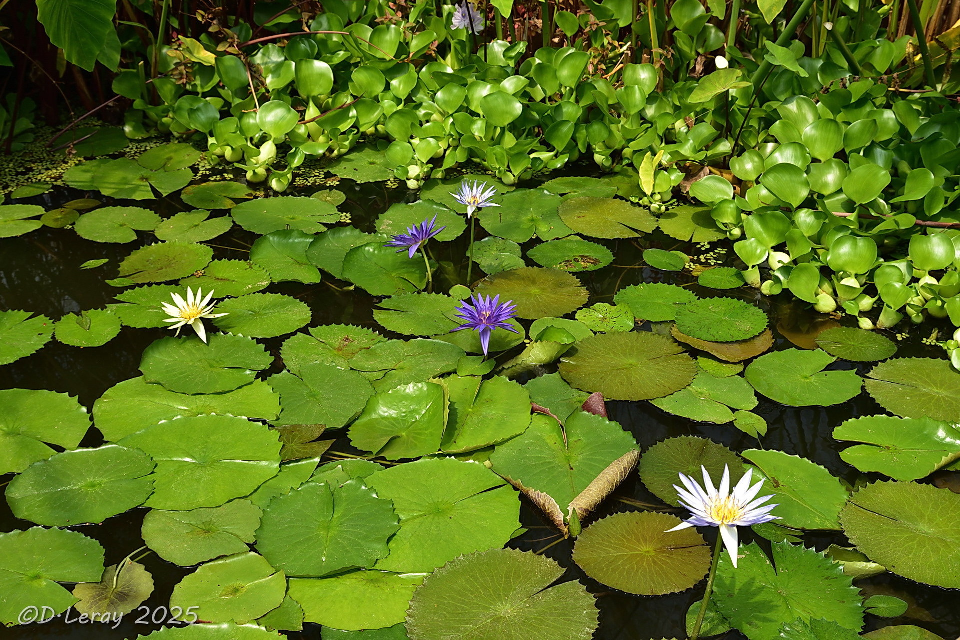 Jardins d'eau Carsac Aillac (24)-1