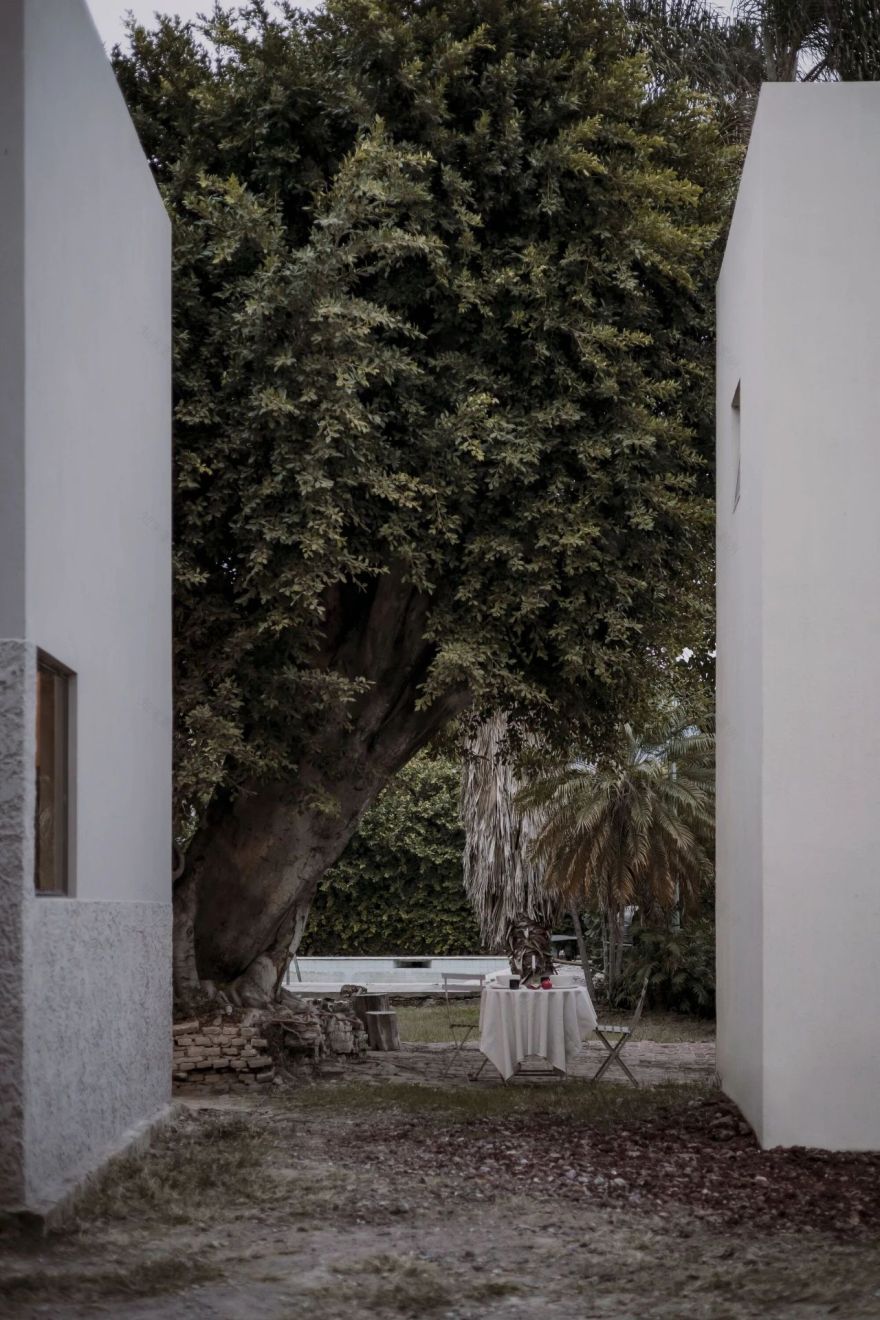 蕨类植物丨墨西哥丨Taller Hector Barroso-39