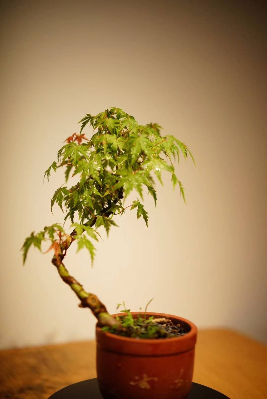 茶室中的鸡爪槭 | 热忱的绿意-34