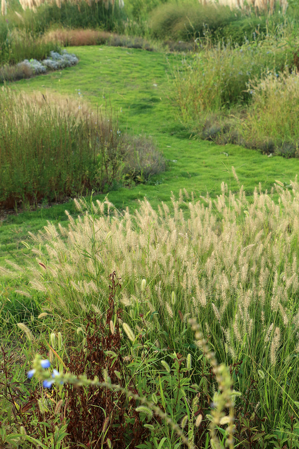 多岛海野草公园丨中国日照丨孔祥伟工作室-114