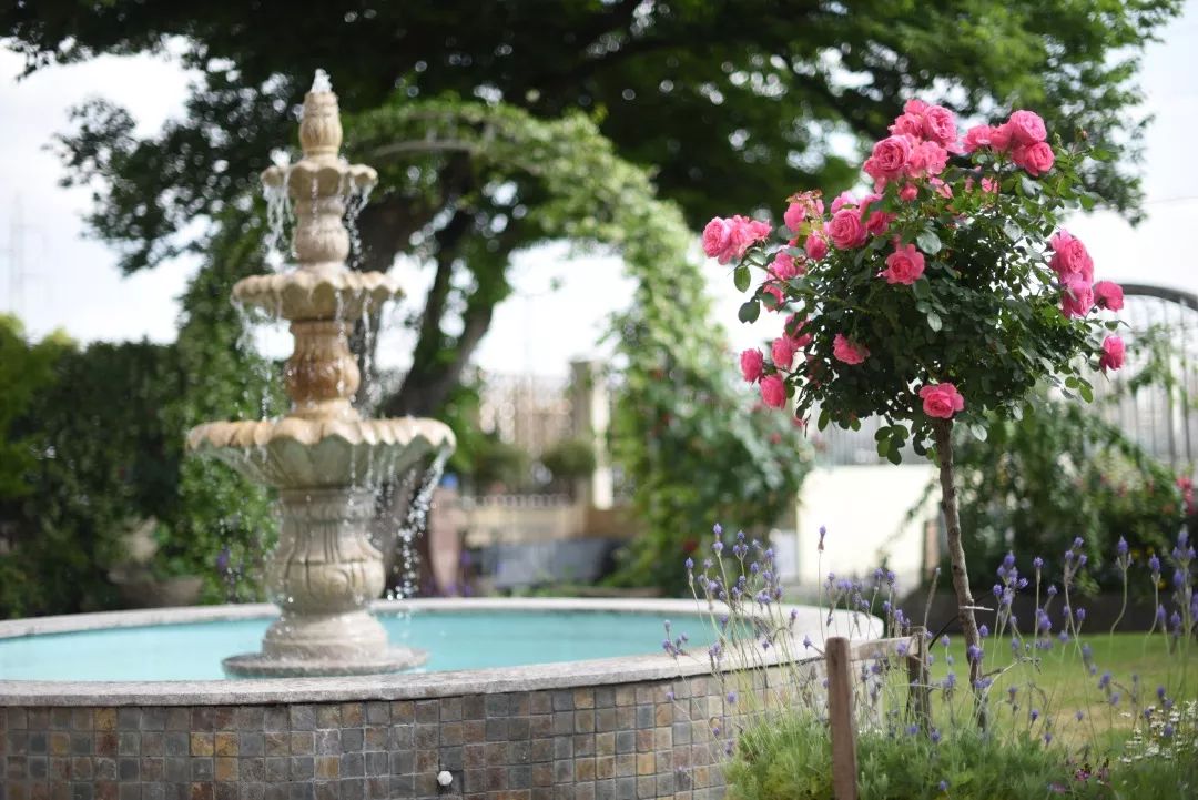 78岁爷爷改造荒废院子，为孙女建起一座花园-113