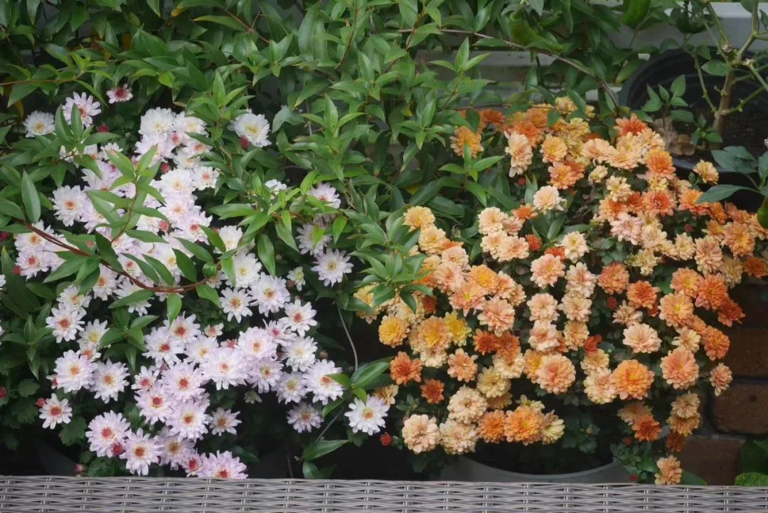 一米花园丨中国上海丨专业设计团队-64