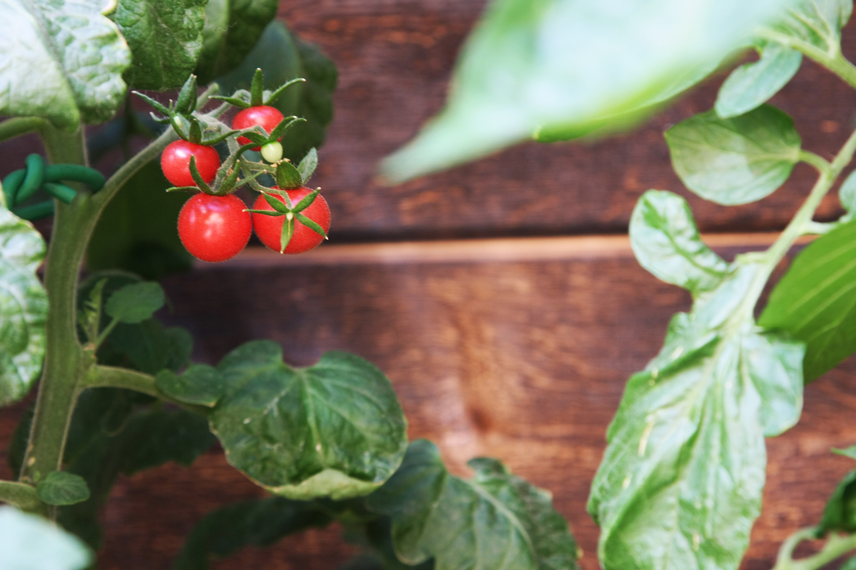 Home Away住宅,加拿大 / Studio North-48