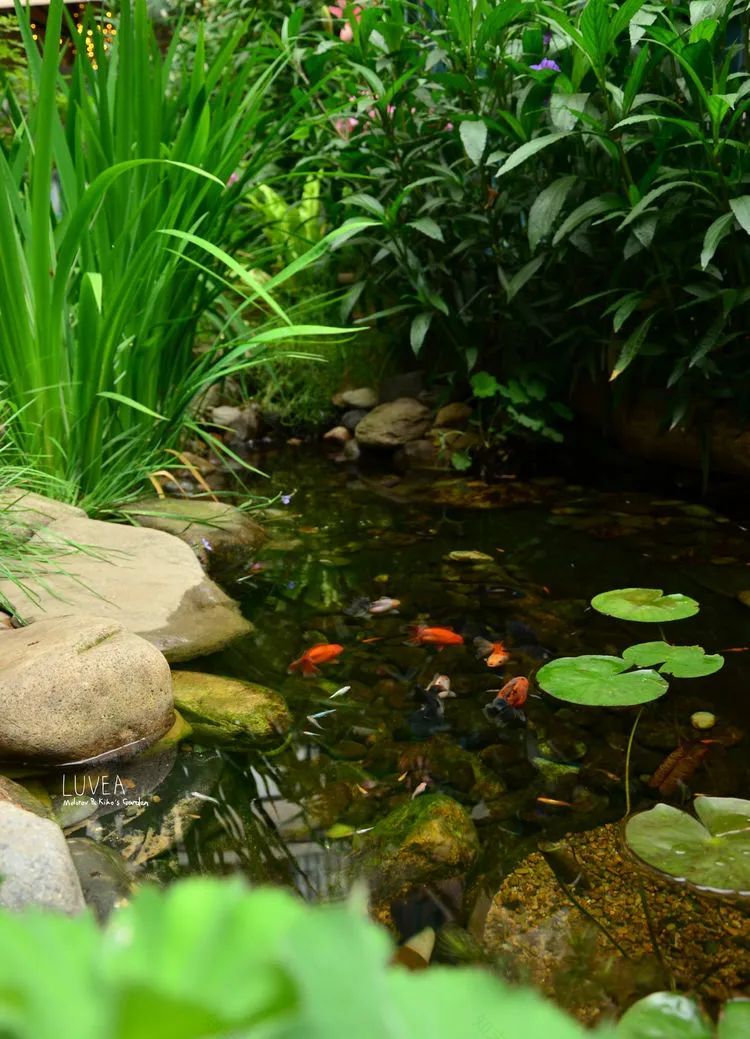 90后夫妻用4年时间,在魔都造了60平米花园,遛狗逗猫,好不惬意~-57