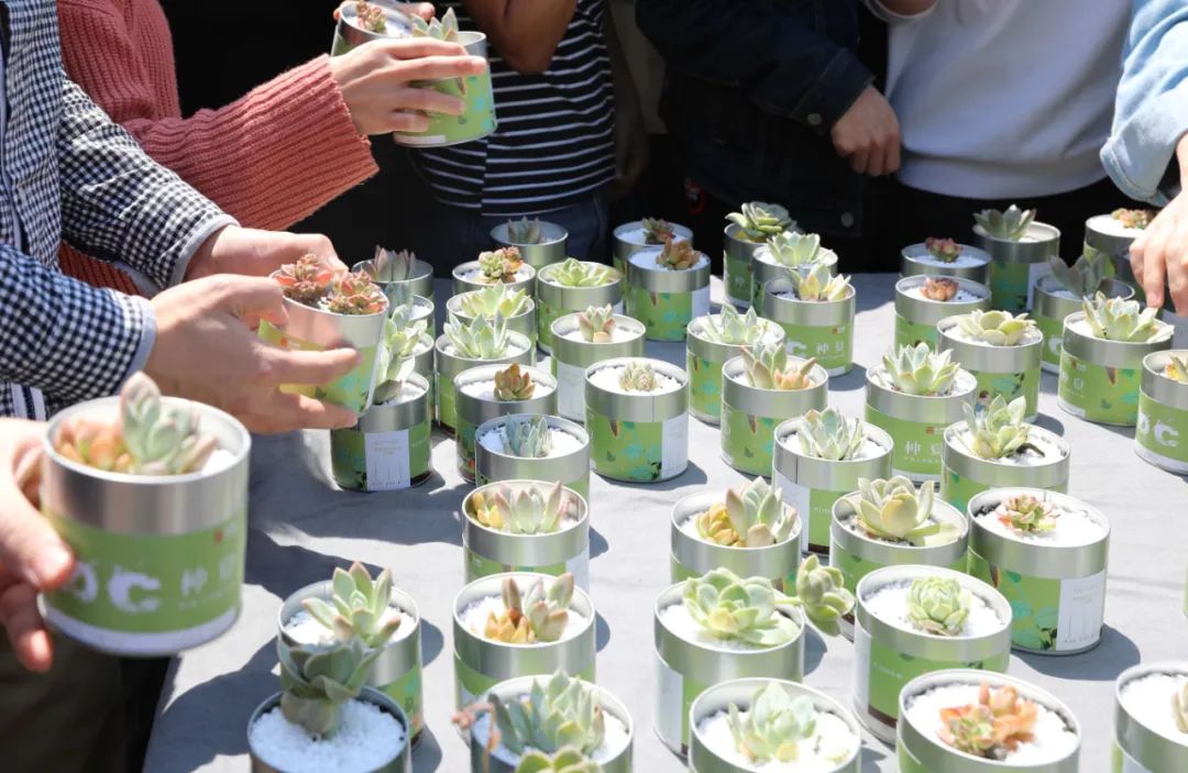 夏日生机 | DC 种夏活动中的多肉植物室内设计赏析-24