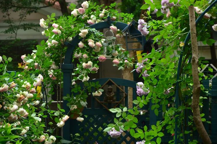 90后夫妻用4年时间，在魔都造了60平米花园，遛狗逗猫，好不惬意~-34