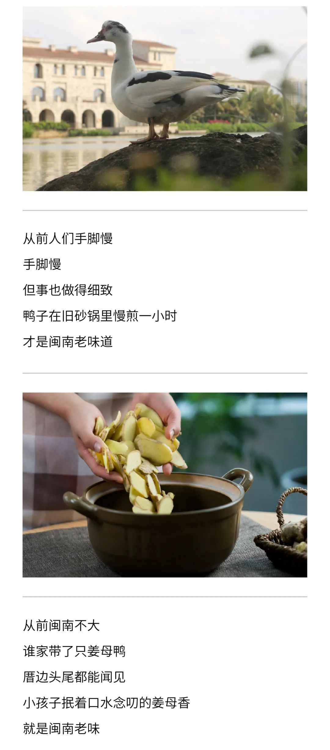 巨子包装设计老闽南姜母鸭-2