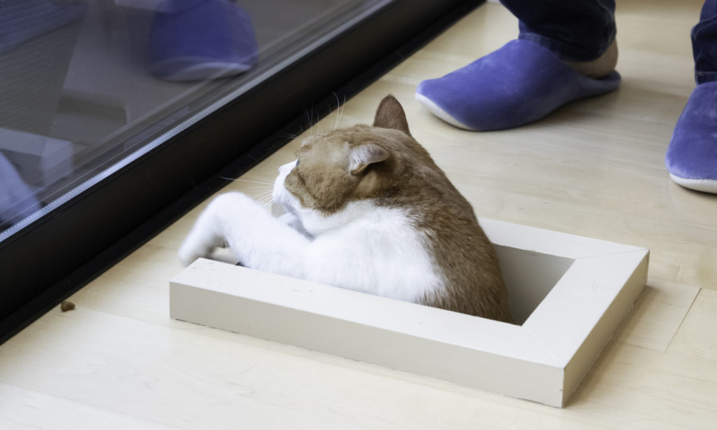猫たちのお気に入りがいっぱい 適度な距離感で住まう大人4人と猫6匹の快適生活 | Architecture | 100%LiFE-13