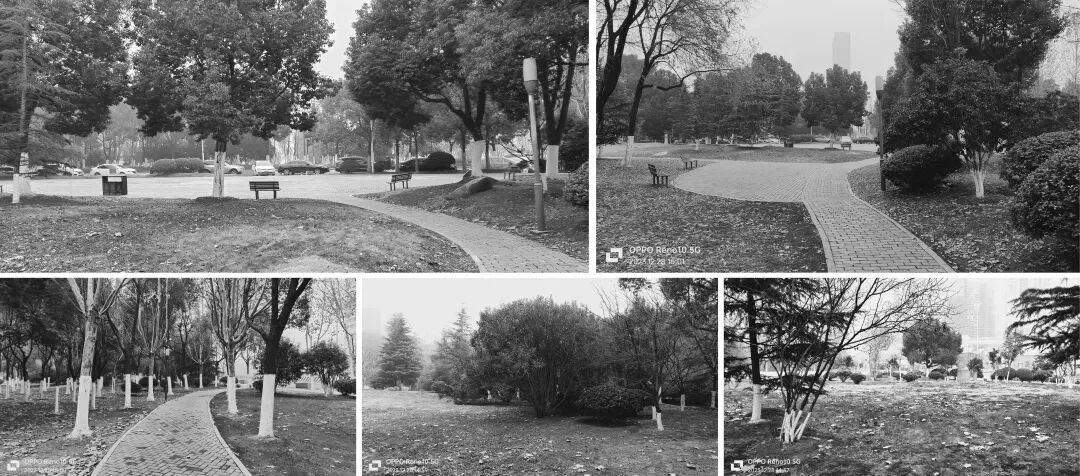 唤醒自然，天鹅重现—城市里的治愈系游园|园科作品-15