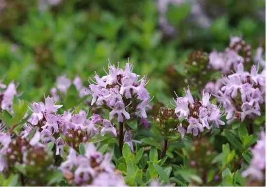 疗愈花园丨英国丨Alan Williams 和 Jo Whiley-40