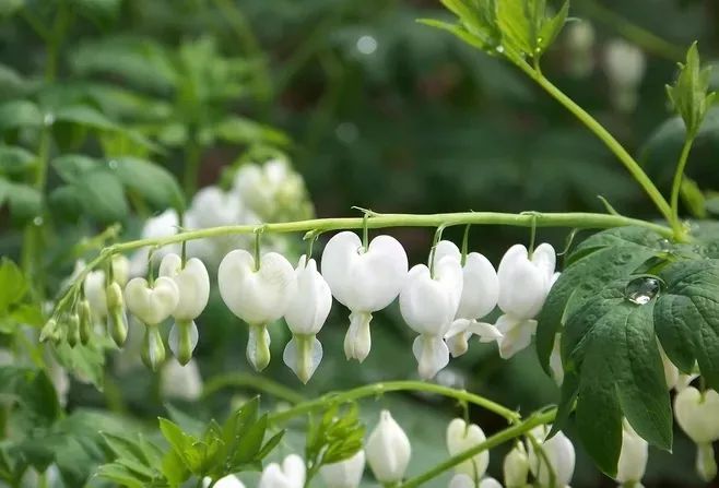荷包牡丹 | 独特外形与丰富花语的观赏植物-35