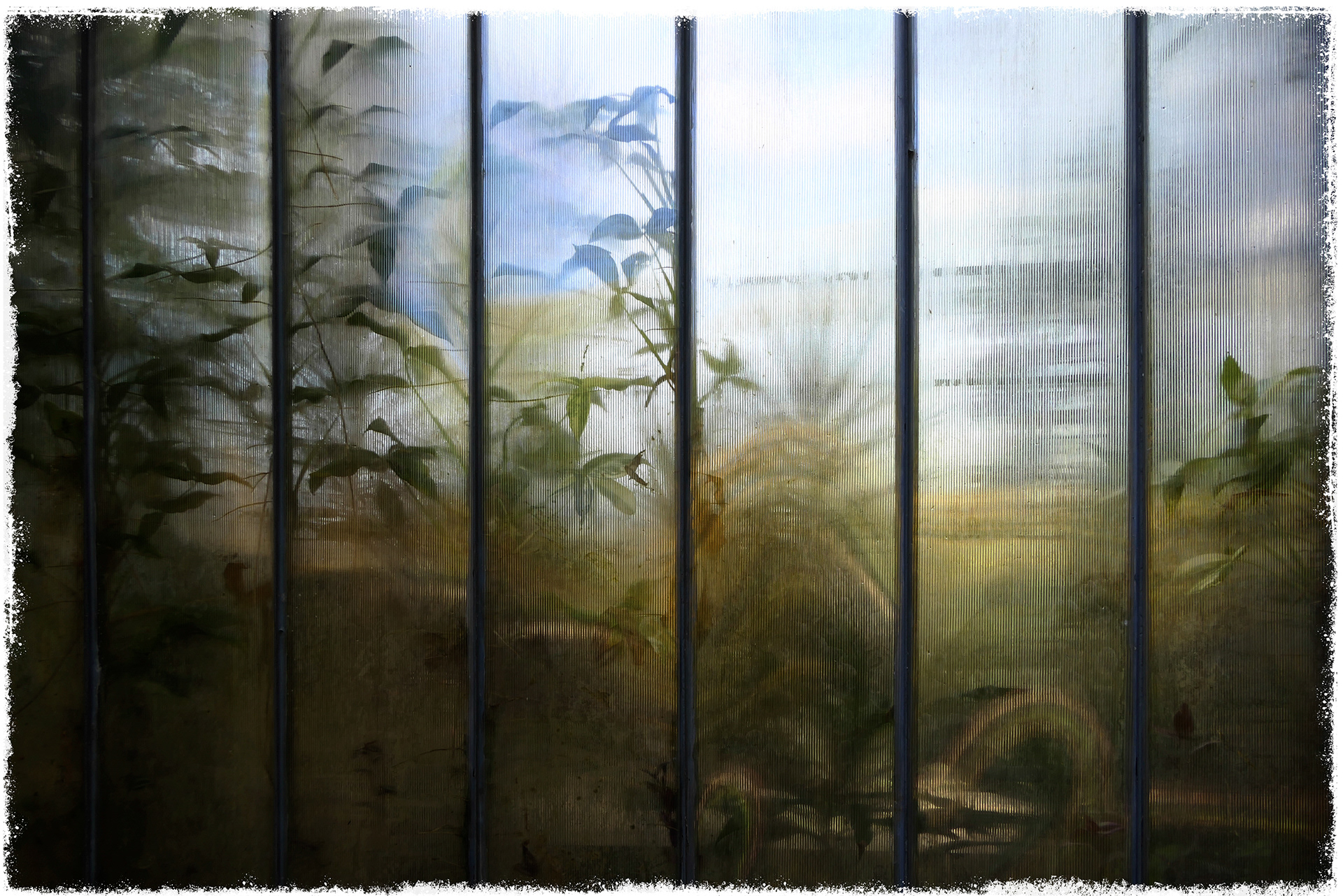 Old Greenhouse-11
