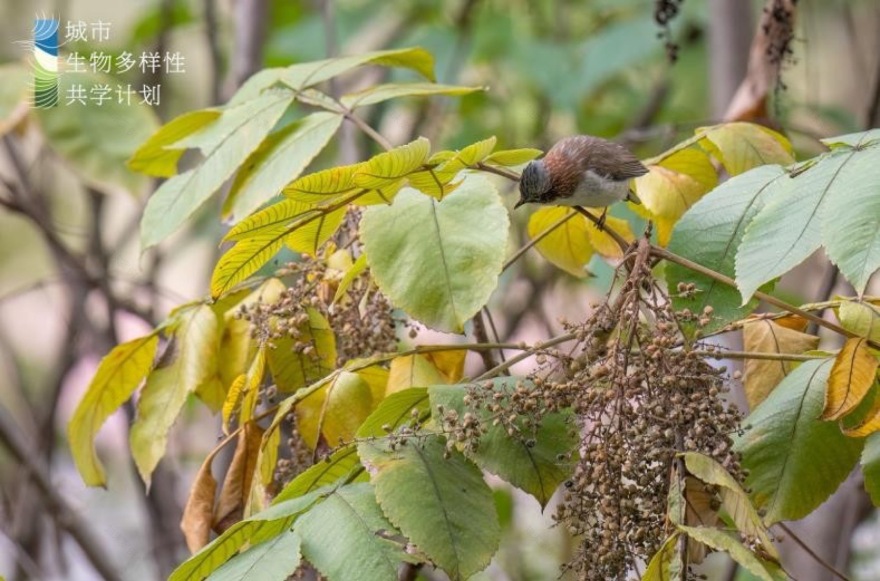 麓野公园丨中国成都丨四川乐道景观设计有限公司-244