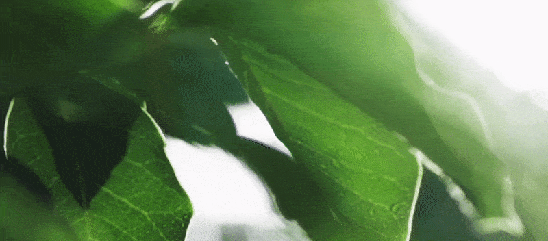 一间会呼吸的雨林餐厅Afterain-74