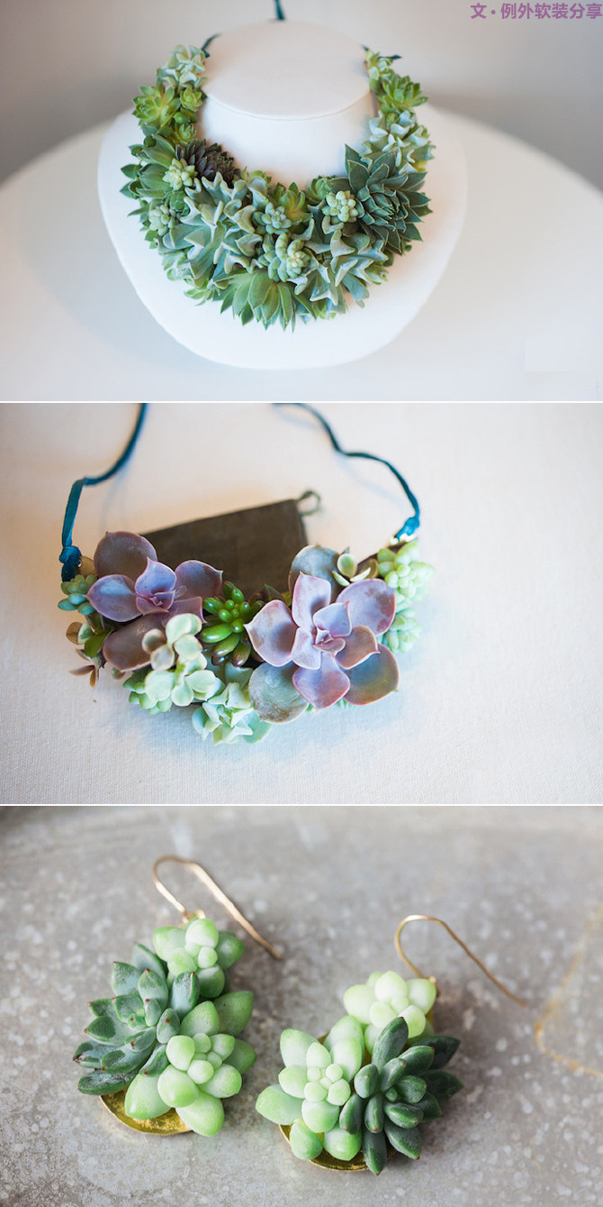 多肉植物的室内设计魅力-7