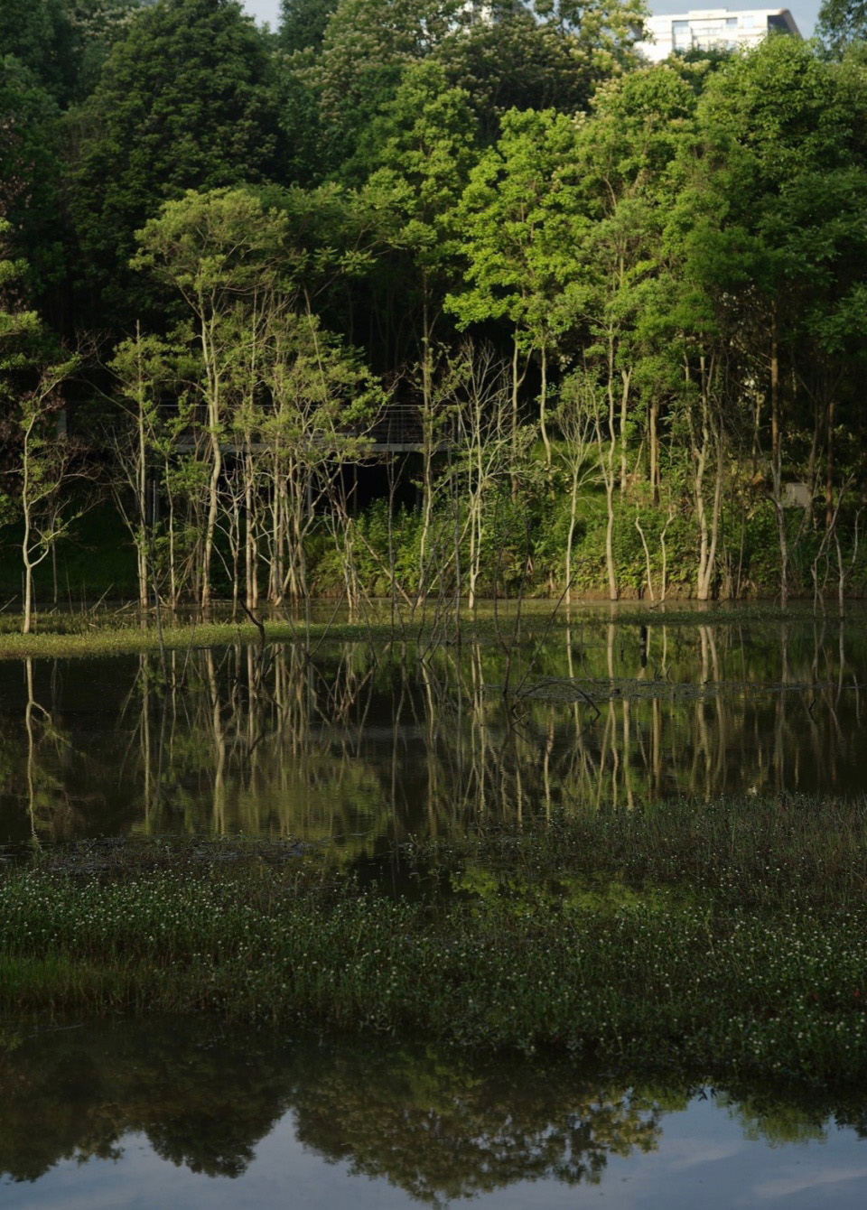 麓野公园丨中国成都丨四川乐道景观设计有限公司-11
