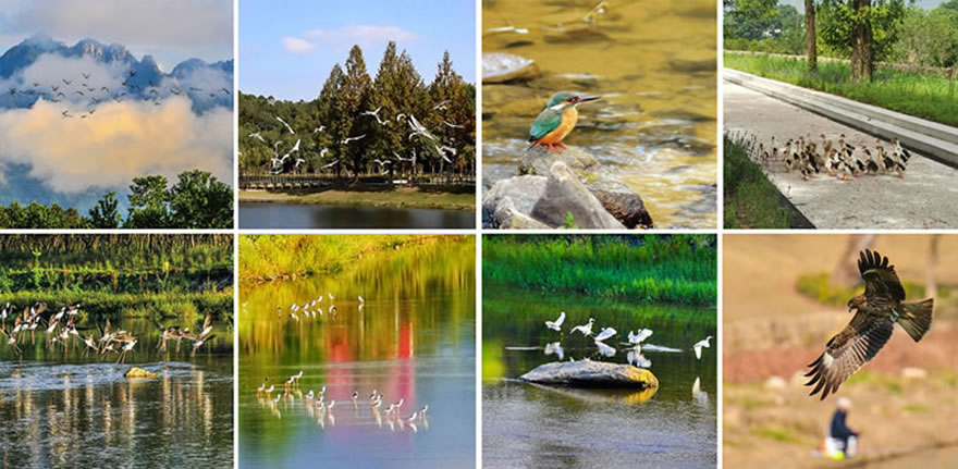 黄山浦溪河 · 生态文化经济走廊的滨水空间营造-37