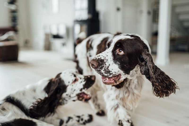 瑞典西海岸 Alvhem 创始人家的温馨家居-16