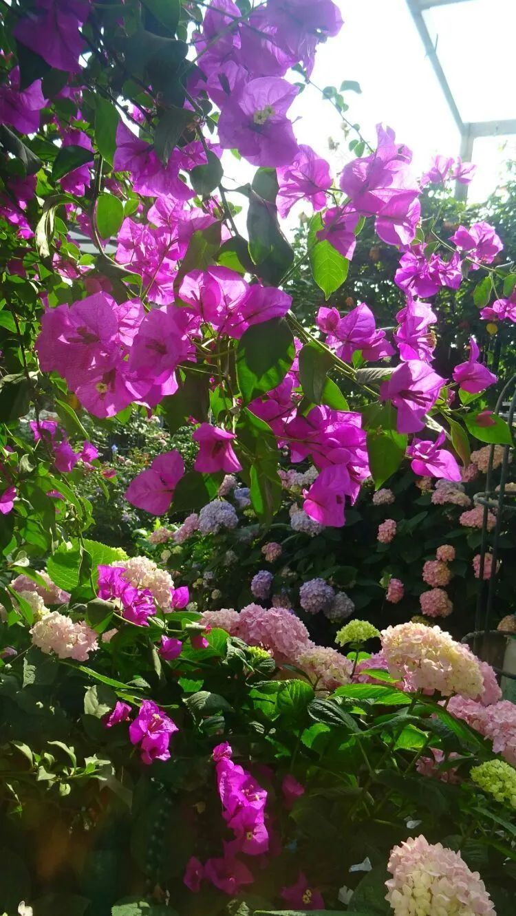 拥有一个这样的小院,人生足矣!-16