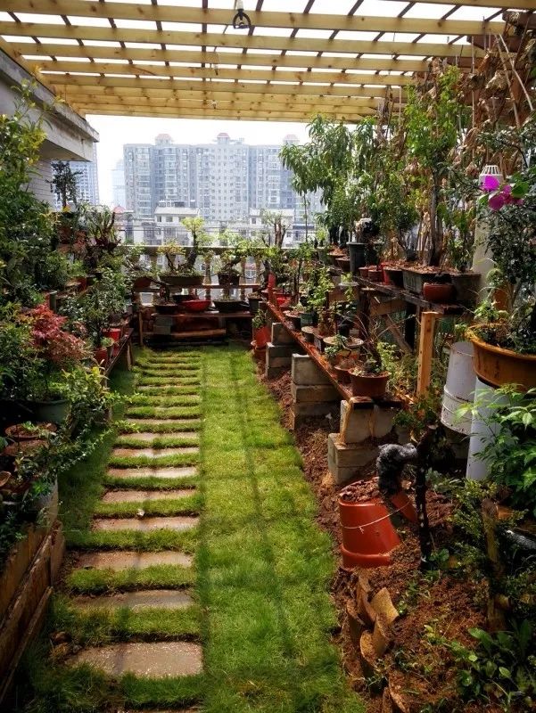 不惑之年，他自己动手建了一座楼顶花园，养花种菜喂鱼……-20