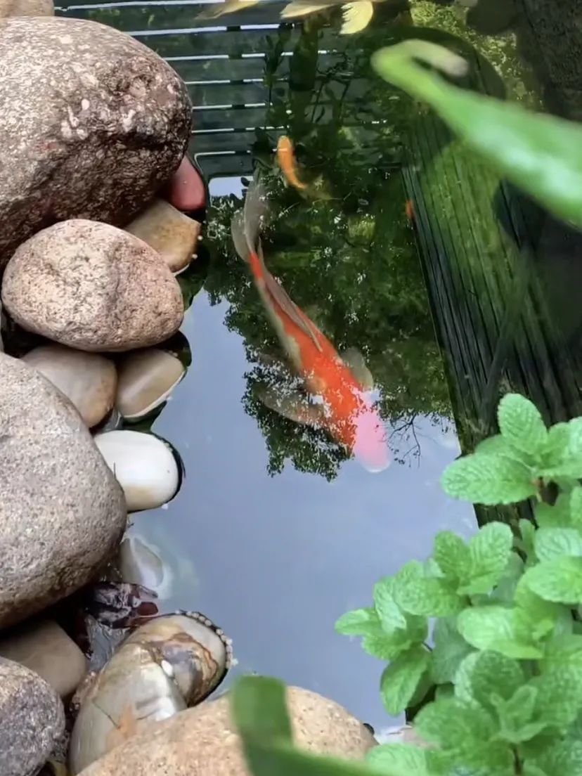 她花一万元，在院子里建了个“原生态鱼池”，太漂亮了！-12