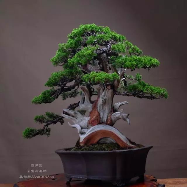 罗汉松 | 庭院中的守财吉祥树-34