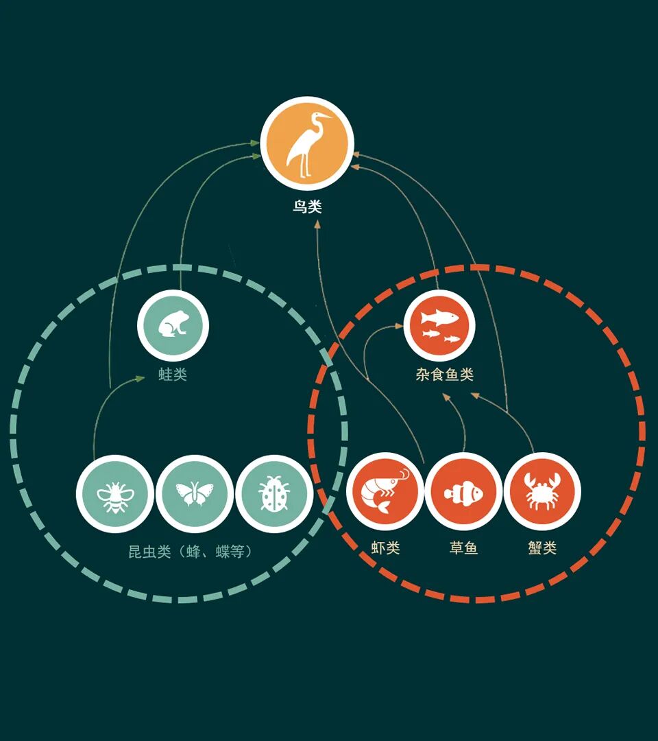 顺德鹭鸟湿地片区景观规划丨中国佛山丨AECOM-46