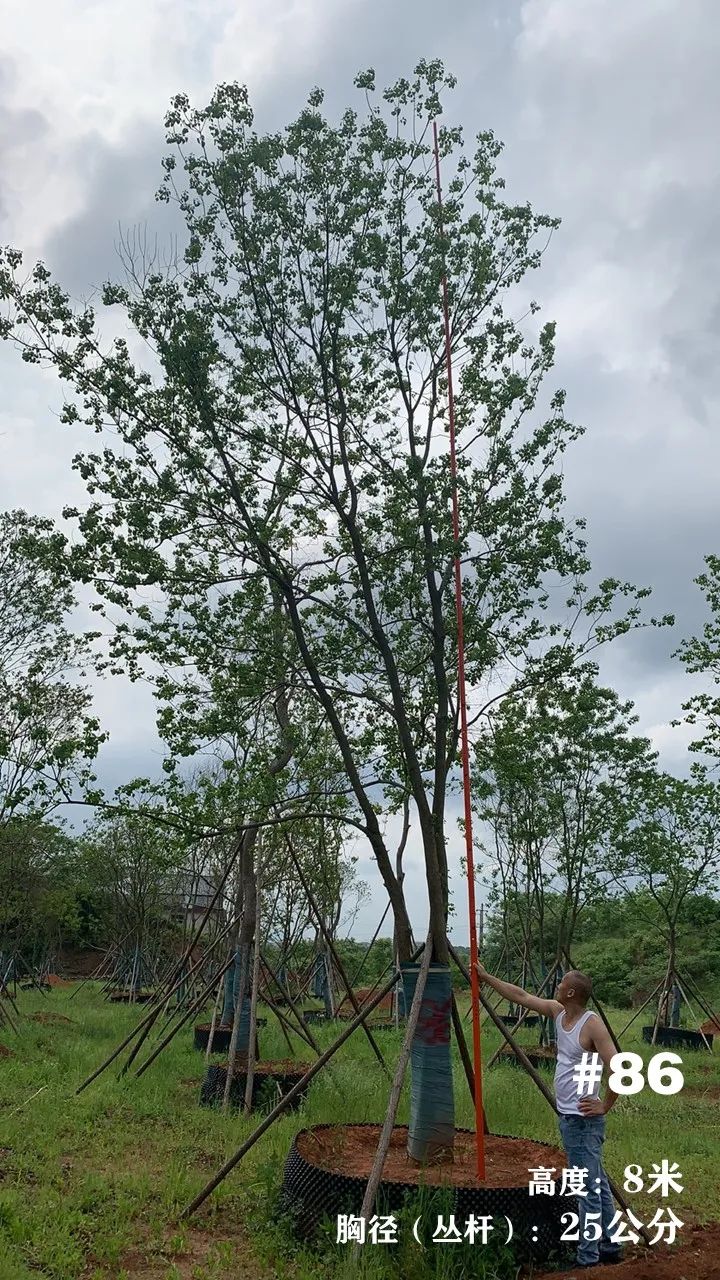 湖南衡阳 148 棵精品乌桕景观设计丨中国衡阳丨看见景观-102