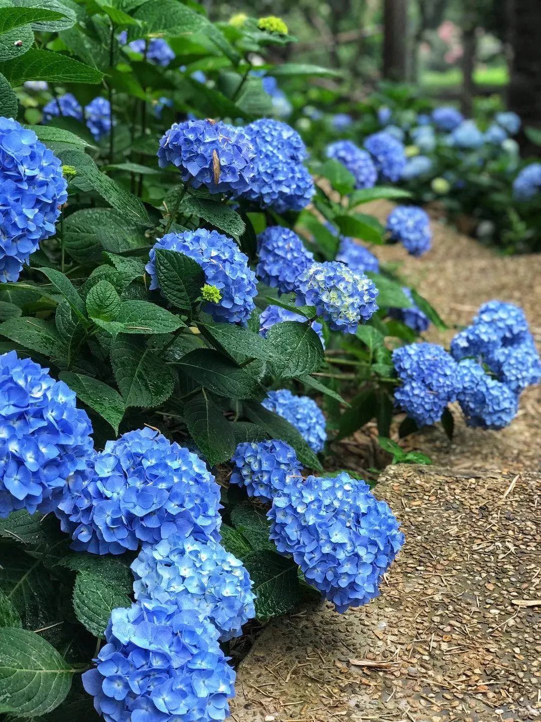 三棵树庄园 | 摄影家的心灵秘境-67