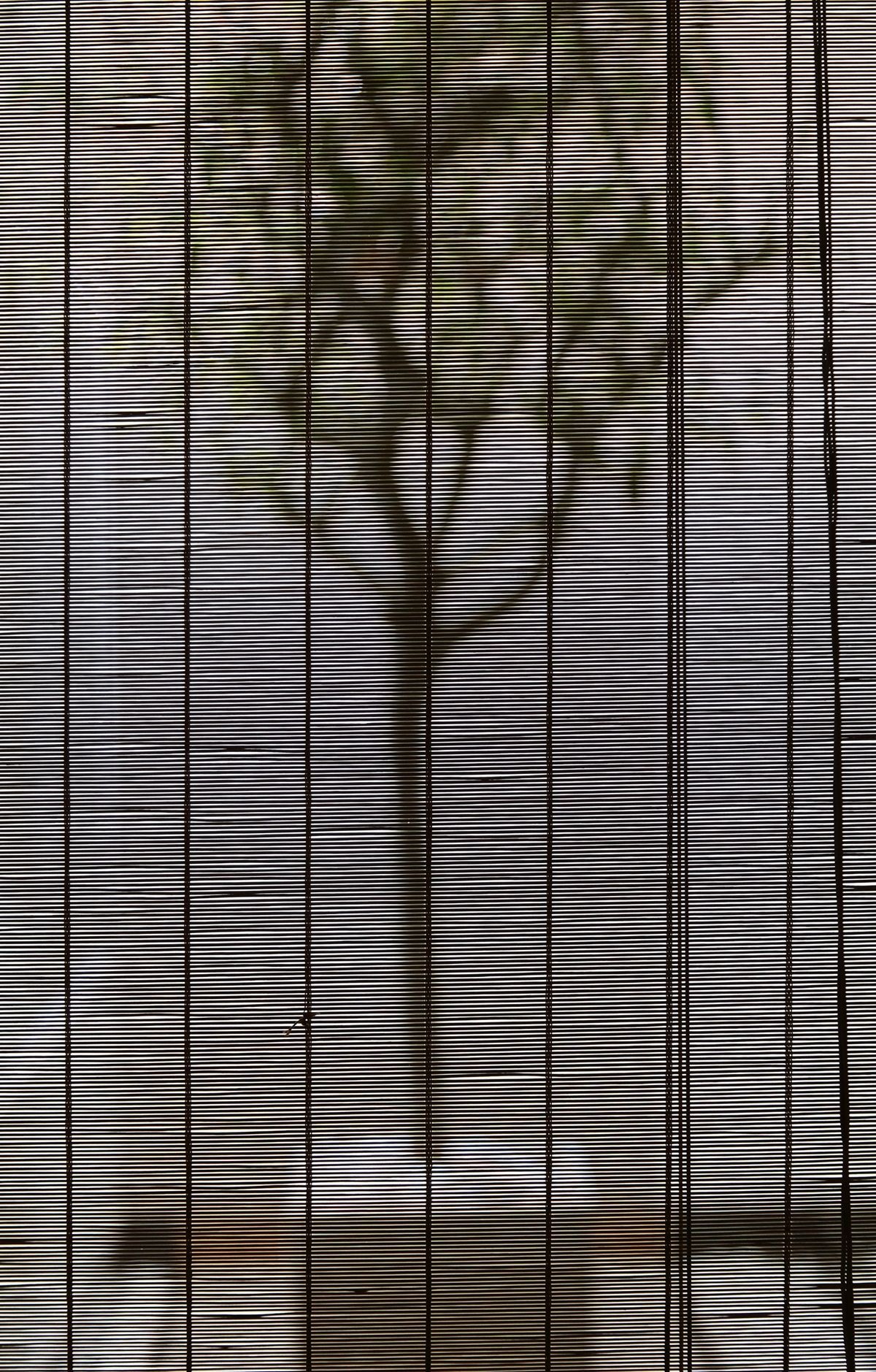 猫宅(Cat House)-63