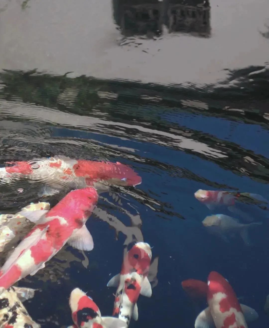 都市东方民居 · 身心合一的栖息地丨中国重庆丨陈海军-15