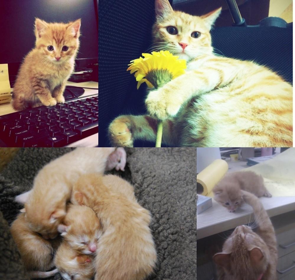 上海洋房里的设计工作室 | 旧物新生，满载人情味-37