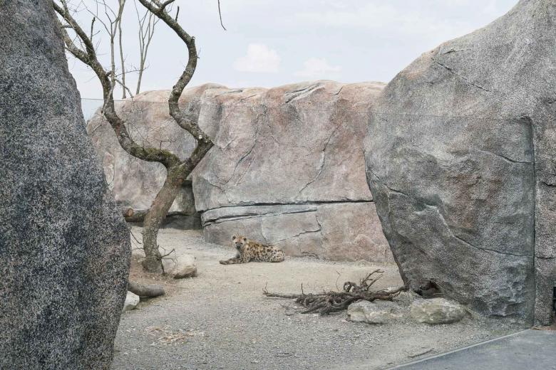 L3P Architekten ETH FH SIA AG丨Giraffenhaus Lewa Savanne im Zoo Zürich丨瑞士-22