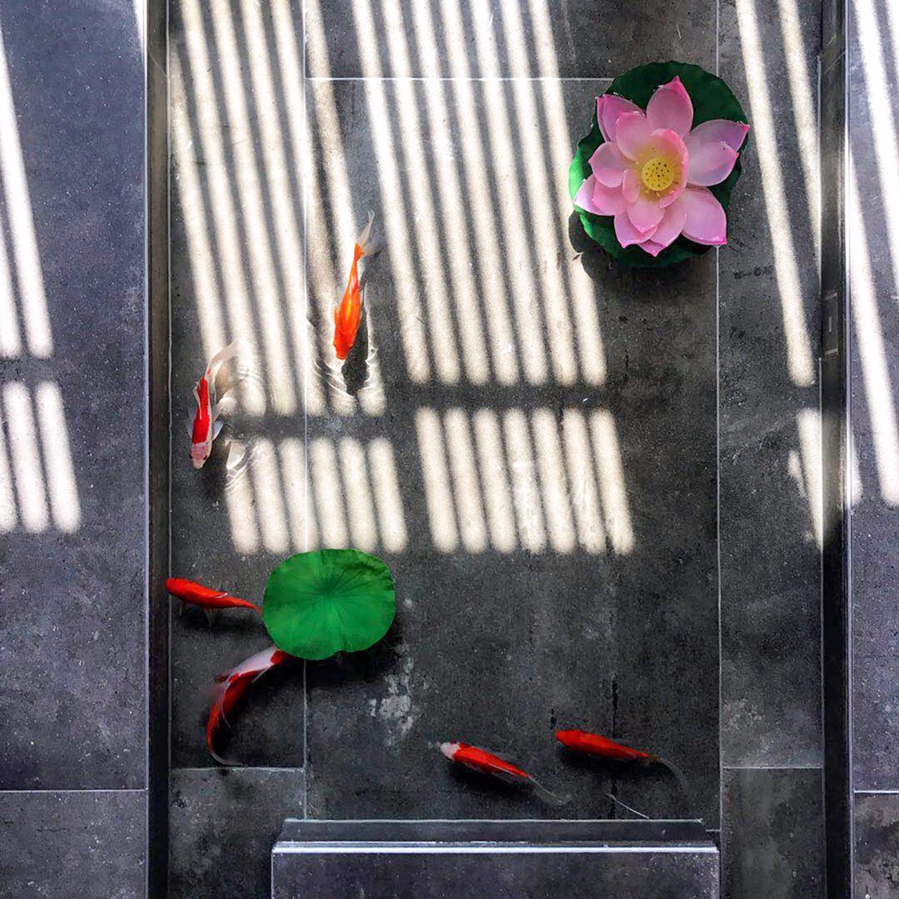 他在20楼挖池塘、造园子丨把家改成空中花园-26