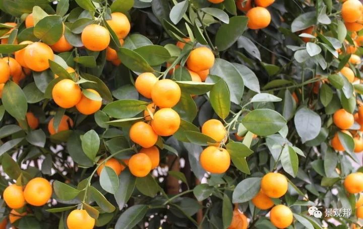 吉祥庭院 | 汇聚 30 种美景的绿色空间-133