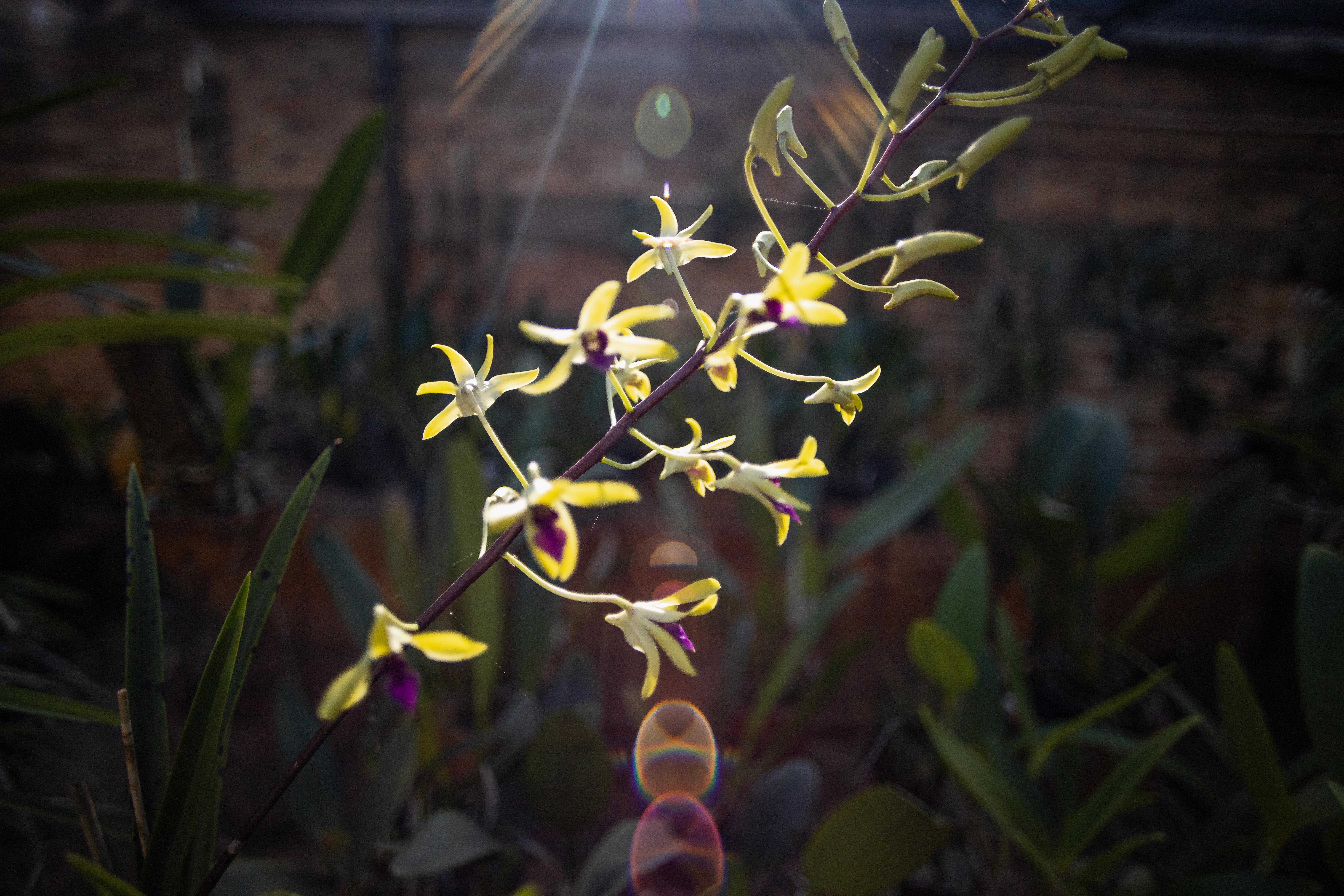 室内植物设计-55