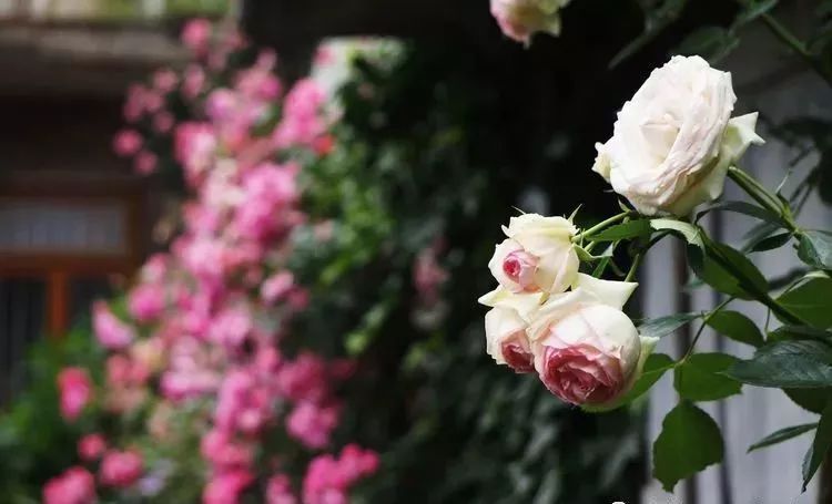 她花了4年，用月季，铁线莲，绣球把农村破败的小院打造成了花海，惊艳了时光-21