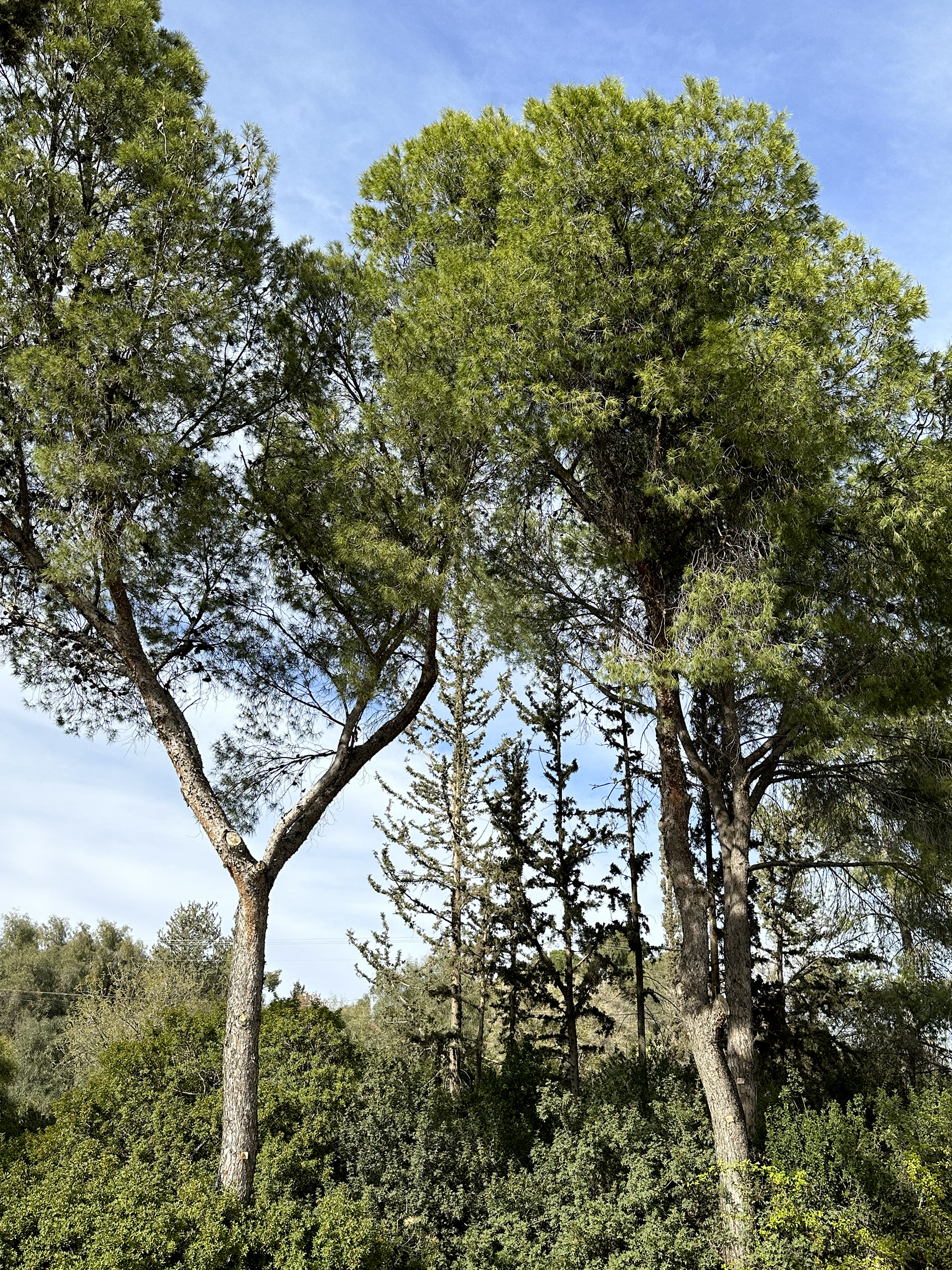 加利利度假村-3