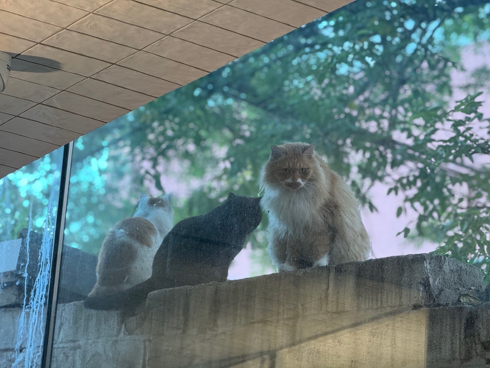 凯珍餐厅丨中国北京丨钟贺-38