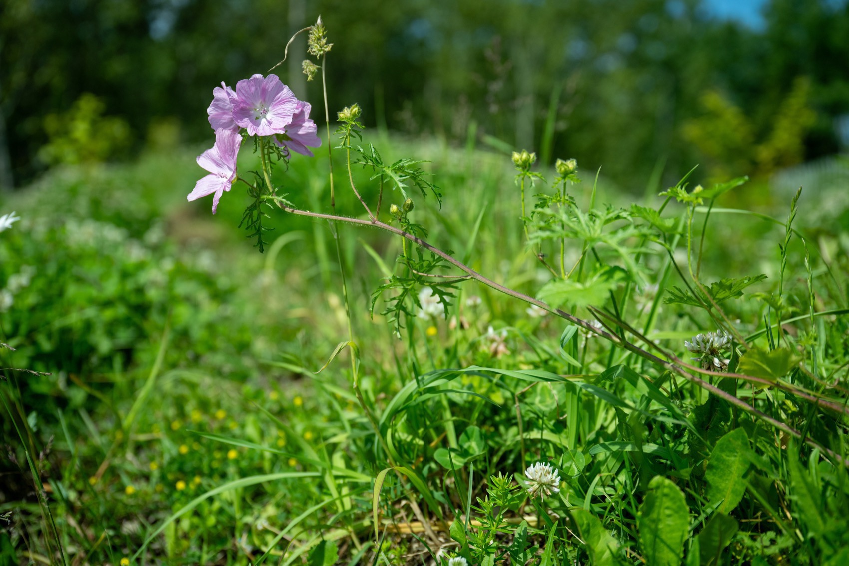 2025国际花园节:边界丨bureau60a（视觉识别设计）-32