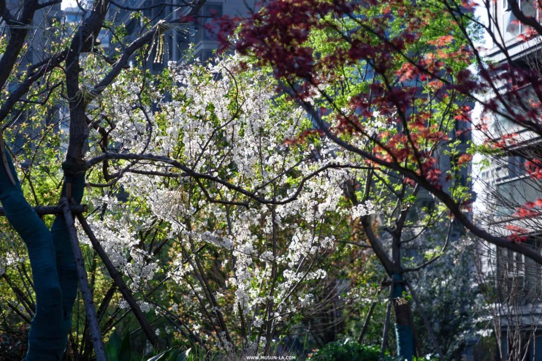 MUSUN·融信·展望轩丨中国杭州丨木杉景观-5