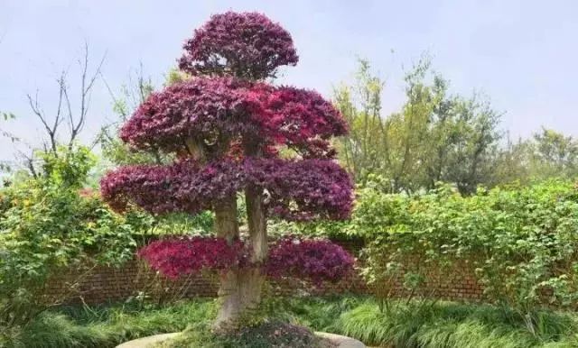 罗汉松 | 庭院中的守财吉祥树-86