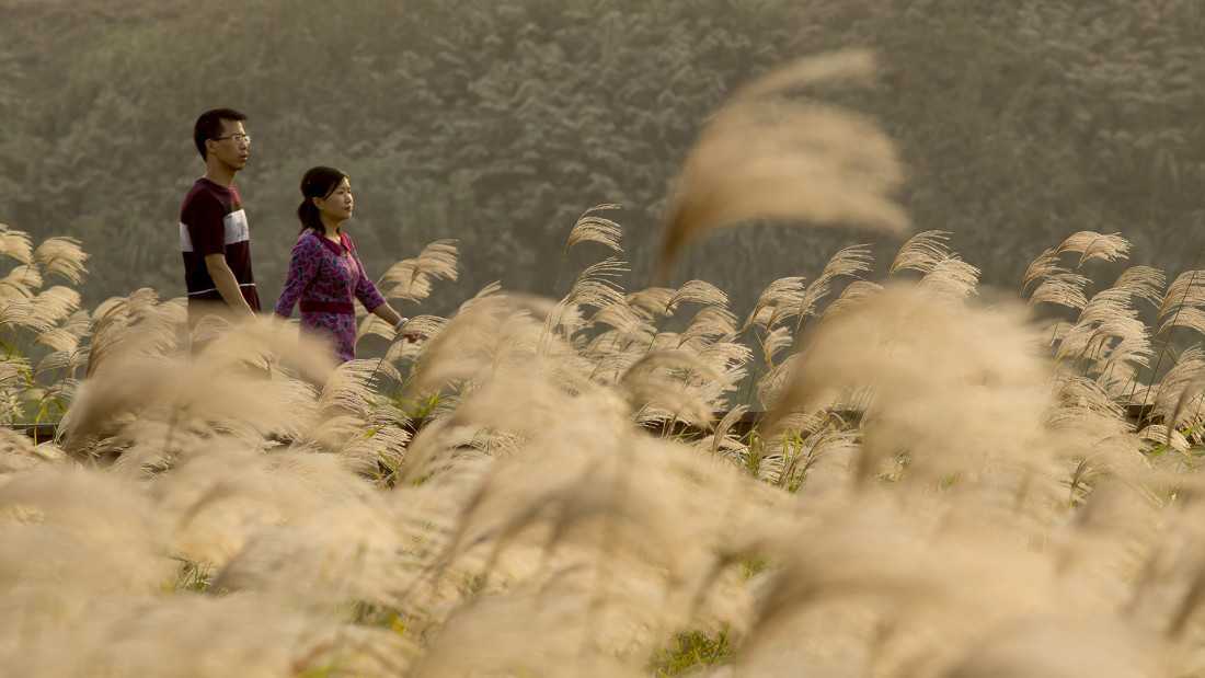 长沙巴溪洲岛湿地生态公园丨中国长沙-18