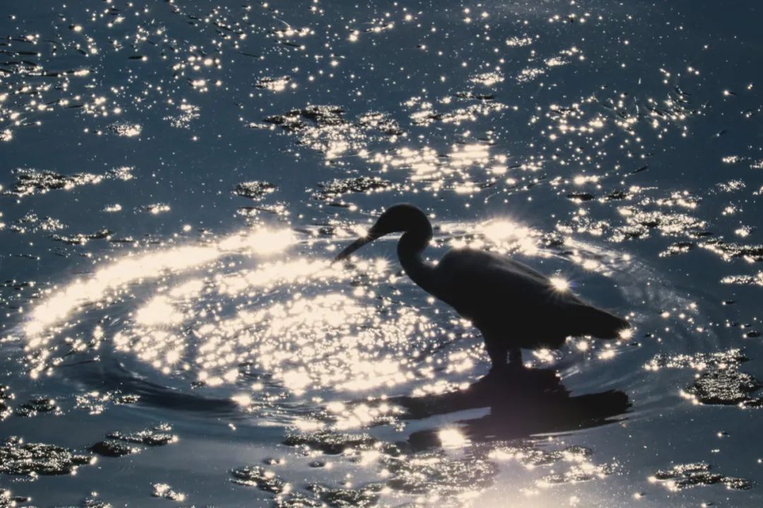 Yang Zhao  VISUAL ARTS-17