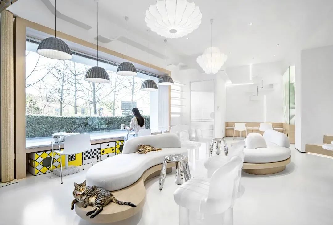 来自铲屎官的宠爱，一个高颜值人气猫咖-47