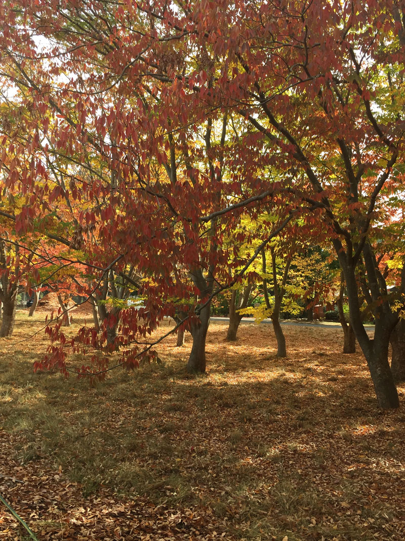 坎贝尔第 5 区生态景观设计丨澳大利亚堪培拉-15